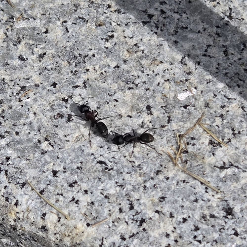 Camponotus atrox