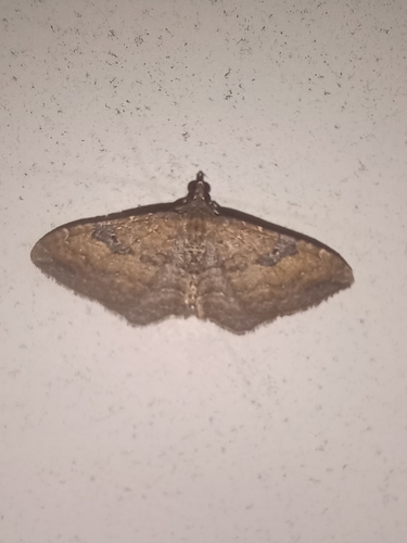 Gem Moth