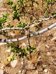 Erpetogomphus compositus
