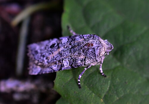 False Pinion Moth