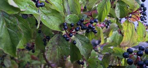 common dogwood