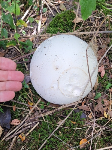 giant puffball