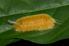Lepidoptera