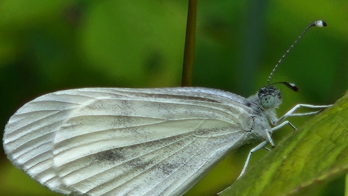 Wood White