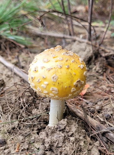 American Yellow Fly Agaric