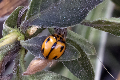 Variable Ladybird Beetle