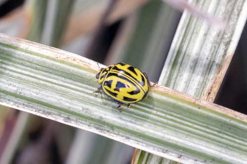 Archegleis interrupta