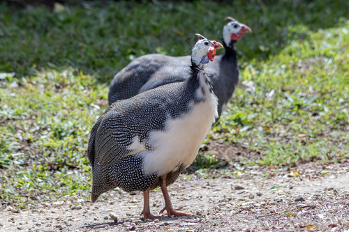 Helmeted Guineafowl