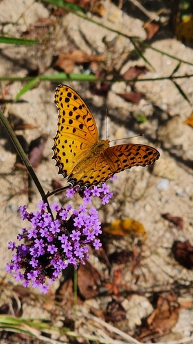 Tropical Fritillary