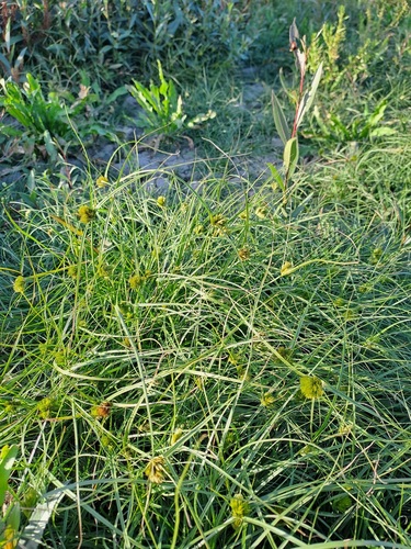 Bohemian Sedge