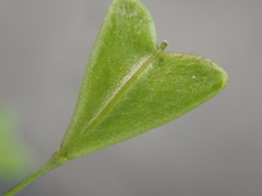 Capsella bursa-pastoris