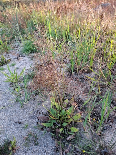 European Water-plantain