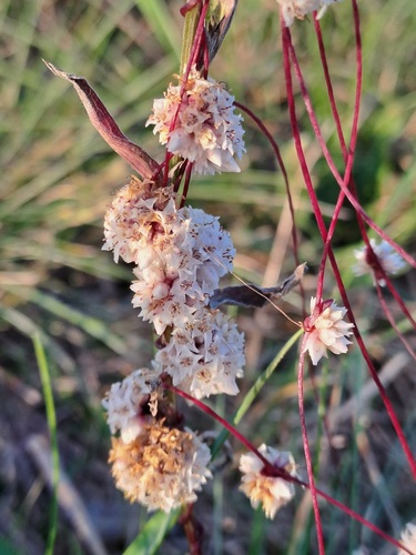 Clover Dodder