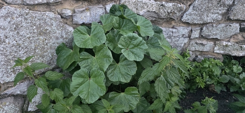 Common Mallow