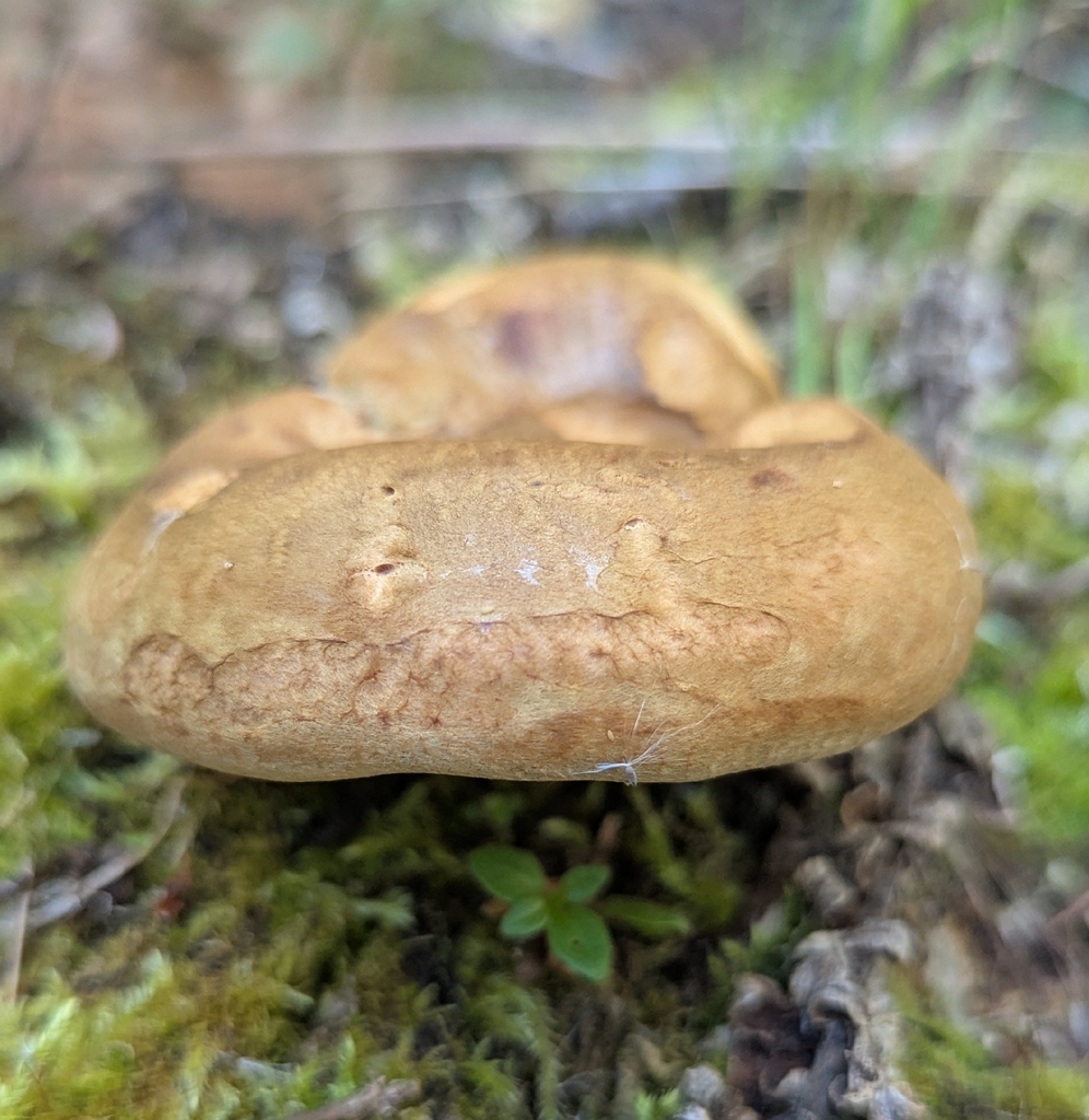 Coppery Pax · September 2026 · photo: Photo: no rights reserved · iNaturalist