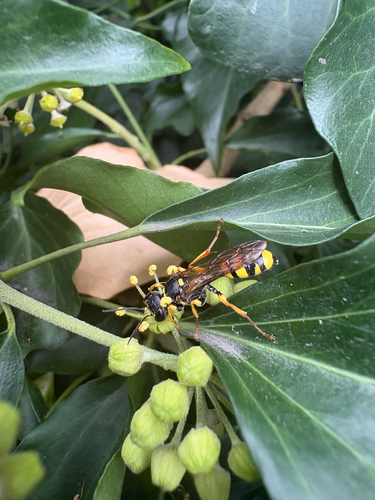 Field digger wasp