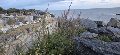 common mugwort