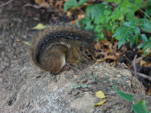 Thomas's Rope Squirrel