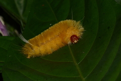 Lepidoptera