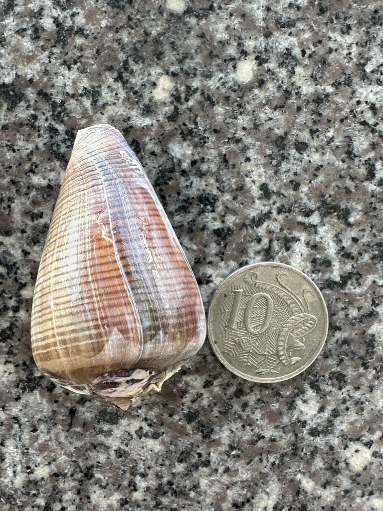 Fig cone