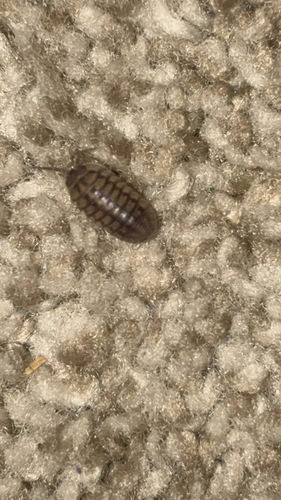 Nosy Pill Woodlouse