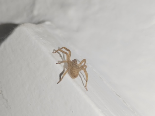 Mediterranean Spiny False Wolf Spider
