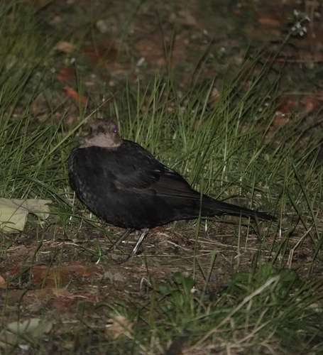 Eurasian Blackbird