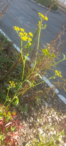 Pastinaca sativa sylvestris