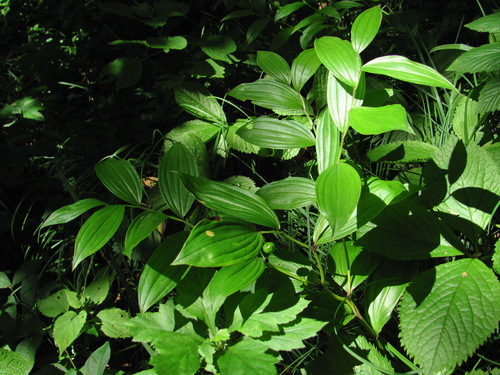 Disporum viridescens, 2026-08-08