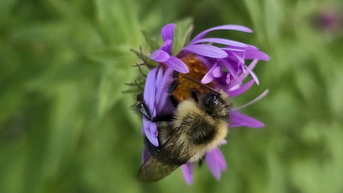 Common Eastern Bumble Bee