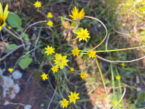 Hyalosperma glutinosum, 2026-09-17