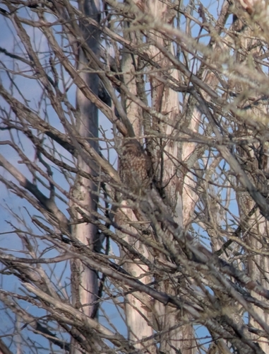 Red-shouldered Hawk