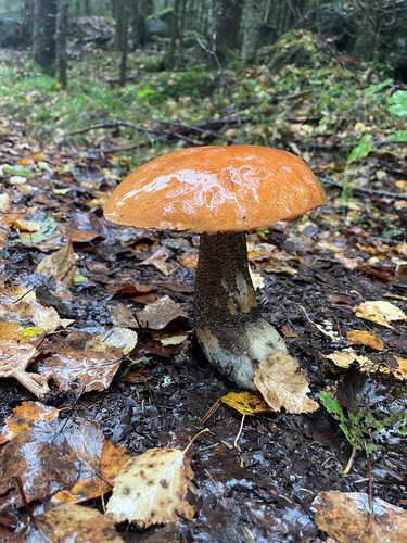 Orange Birch Bolete
