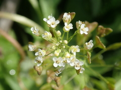 Capsella bursa-pastoris