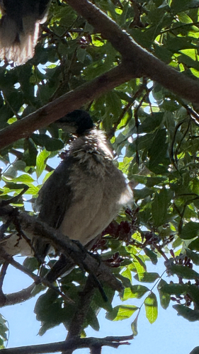 Noisy Friarbird
