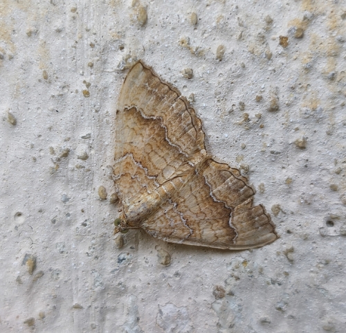 Yellow Shell Moth