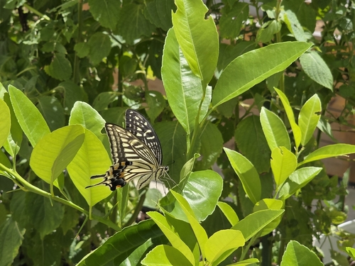 Chinese Yellow Swallowtail