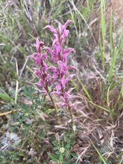 Anacamptis sancta