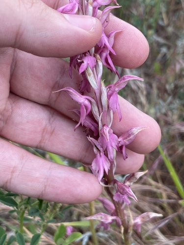 Anacamptis sancta, photograph 2