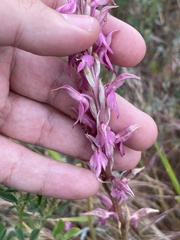 author not stated, no rights reserved Anacamptis sancta, photograph author not stated, no rights reserved