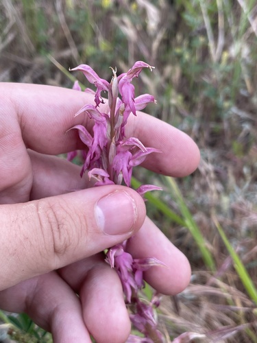 Anacamptis sancta, photograph 3