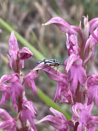 Anacamptis sancta, photograph 4