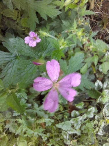 Geranium endressii