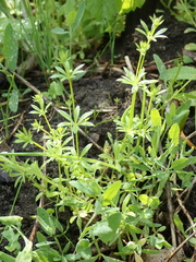 Galium