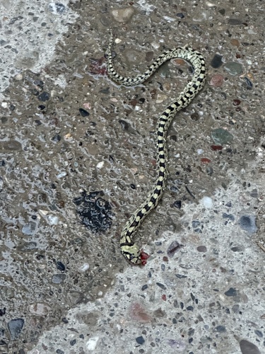 Ladder Snake
