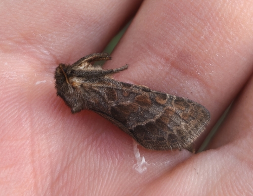 Triodia amasinus