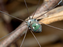 Pseudogagrella amamiana