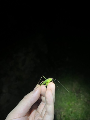 Letana rubescens
