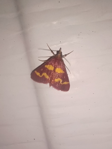 Coffee-loving Pyrausta Moth