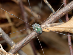 Pseudogagrella amamiana